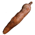 Cassava