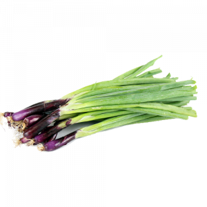 Red Root Escallion