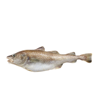 Codfish